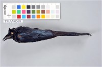 藏品(小卷尾)的圖片